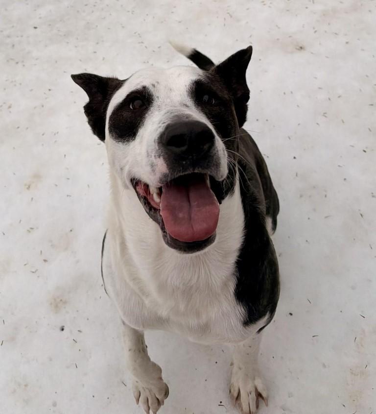 Enlarge Dash, a ADOPTABLE mixed breed in White Plains, NY image 3/5