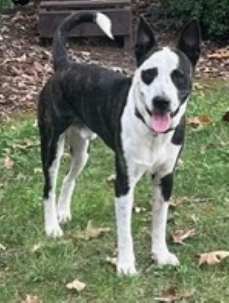 Enlarge Dash, a ADOPTABLE mixed breed in White Plains, NY image 2/5