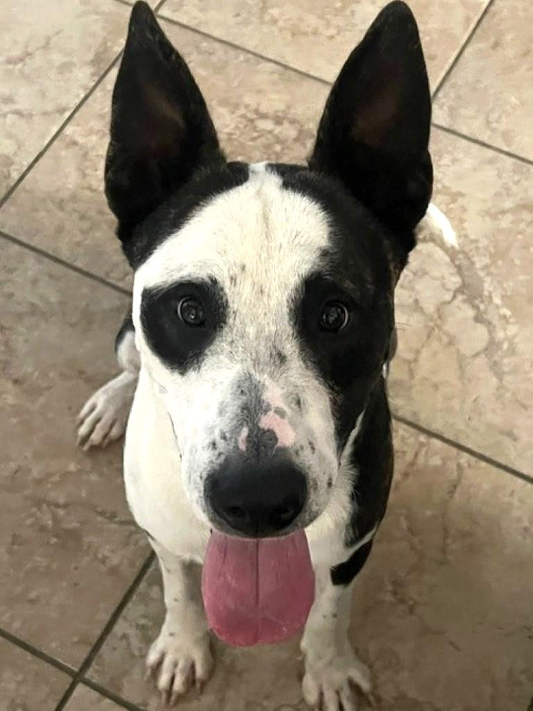 Enlarge Dash, a ADOPTABLE mixed breed in White Plains, NY image 1/5