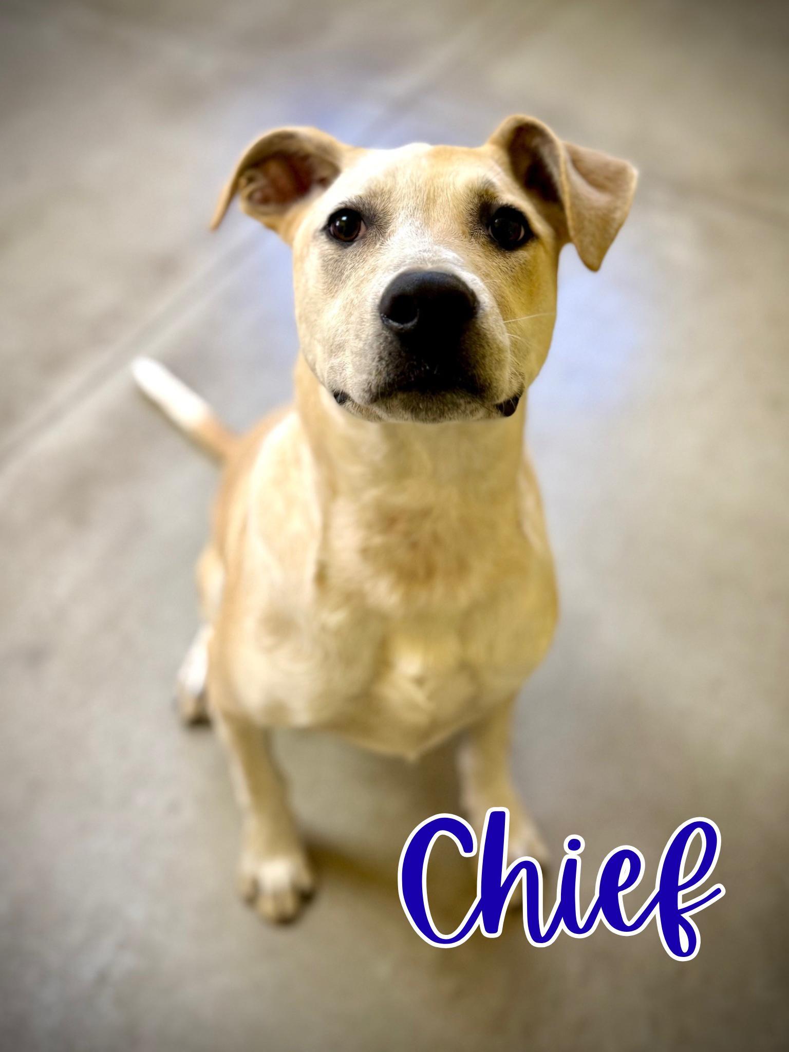 Chief, Adoptable, Young Male Cattle Dog.