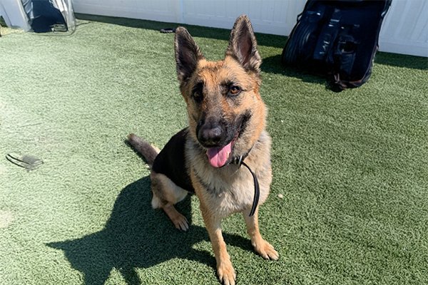 Enlarge Lucille, a Adoptable German Shepherd Dog in Newport Beach, CA image 1/1