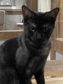 Star, adopted, Young Male American Shorthair.
