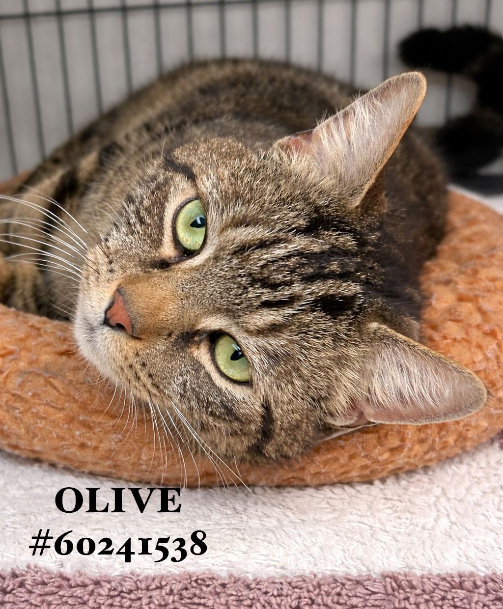 Enlarge Olive , a ADOPTABLE Tabby in Wilkes Barre, PA image 1/1
