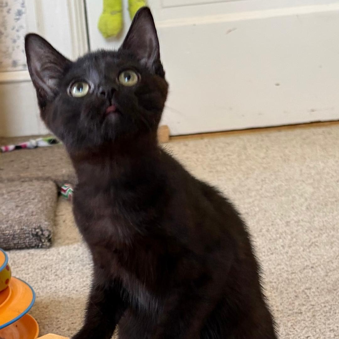 Hanna, a ADOPTABLE Domestic Short Hair in Central Falls, RI image 6/6