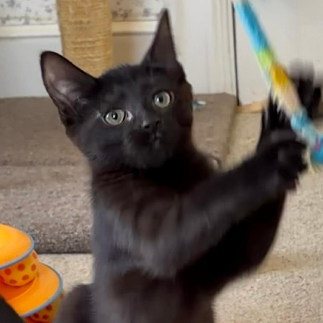 Hanna, a ADOPTABLE Domestic Short Hair in Central Falls, RI image 2/6