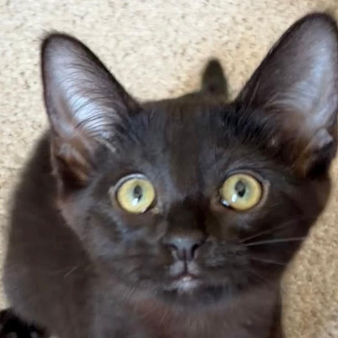 Hanna, a ADOPTABLE Domestic Short Hair in Central Falls, RI image 4/6