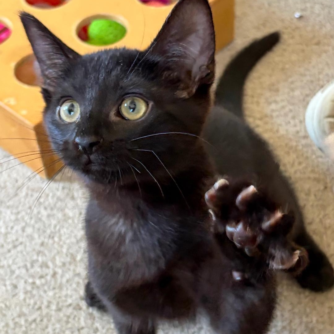 Hanna, a ADOPTABLE Domestic Short Hair in Central Falls, RI image 5/6