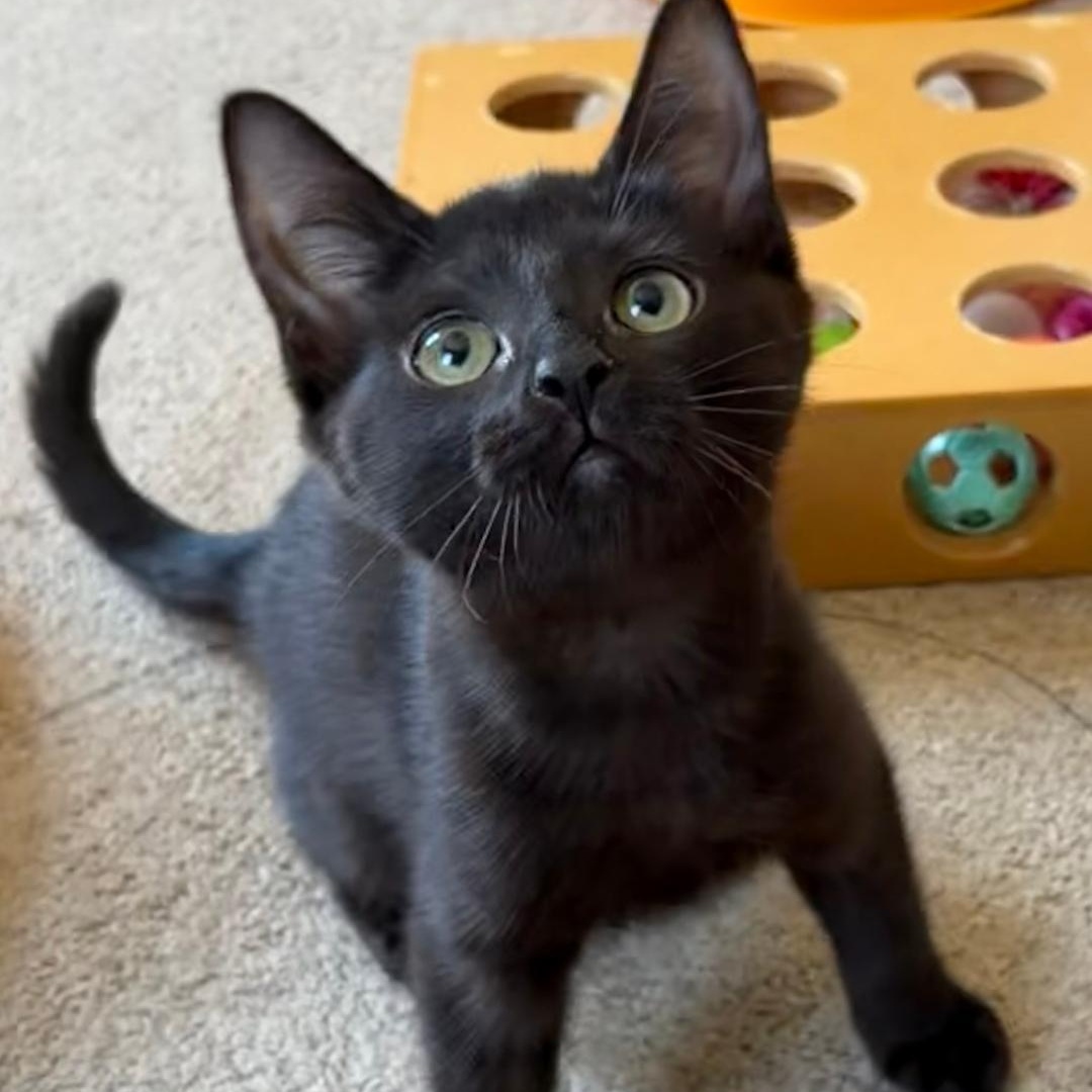 Hanna, a ADOPTABLE Domestic Short Hair in Central Falls, RI image 3/6