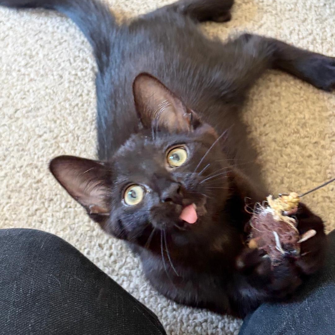 Hanna, ADOPTABLE, Kitten Female Domestic Short Hair.