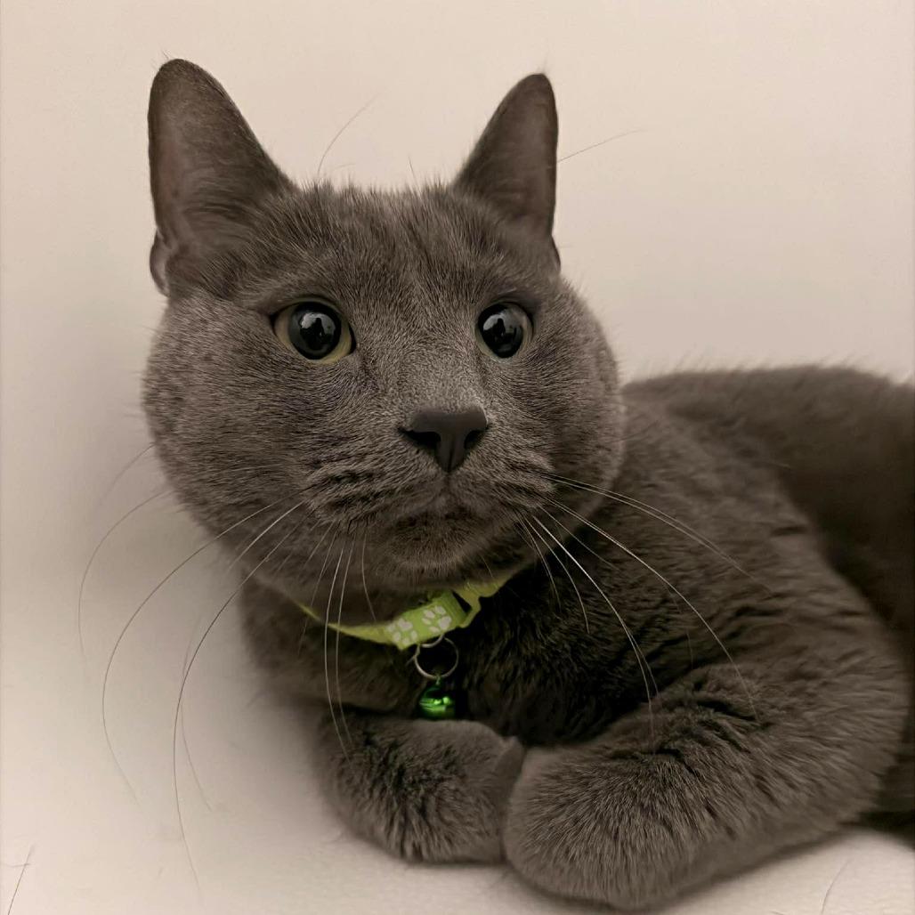 Silver Fox, a Adoptable Domestic Short Hair in Tampa, FL image 1/2