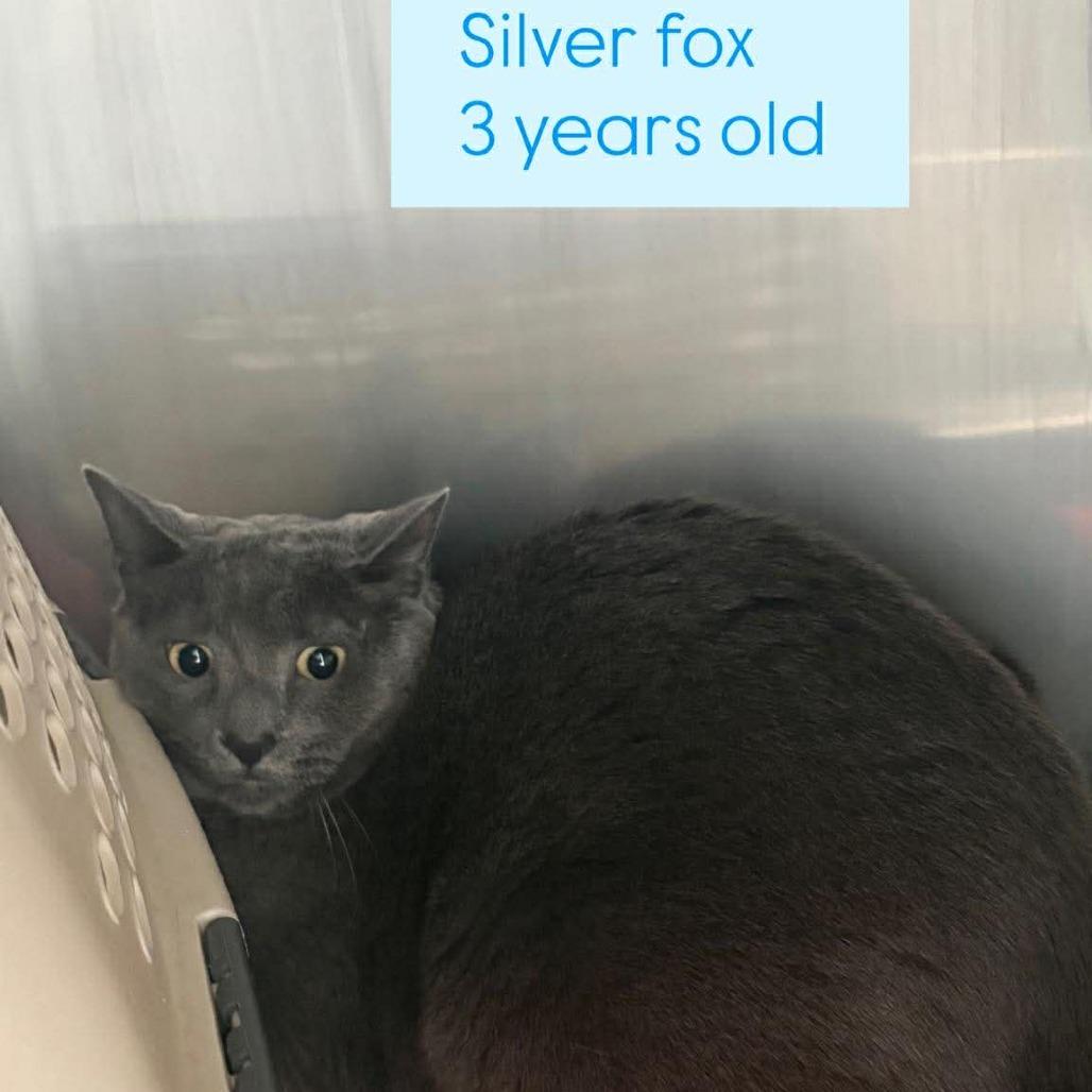 Silver Fox, a Adoptable Domestic Short Hair in Tampa, FL image 2/2