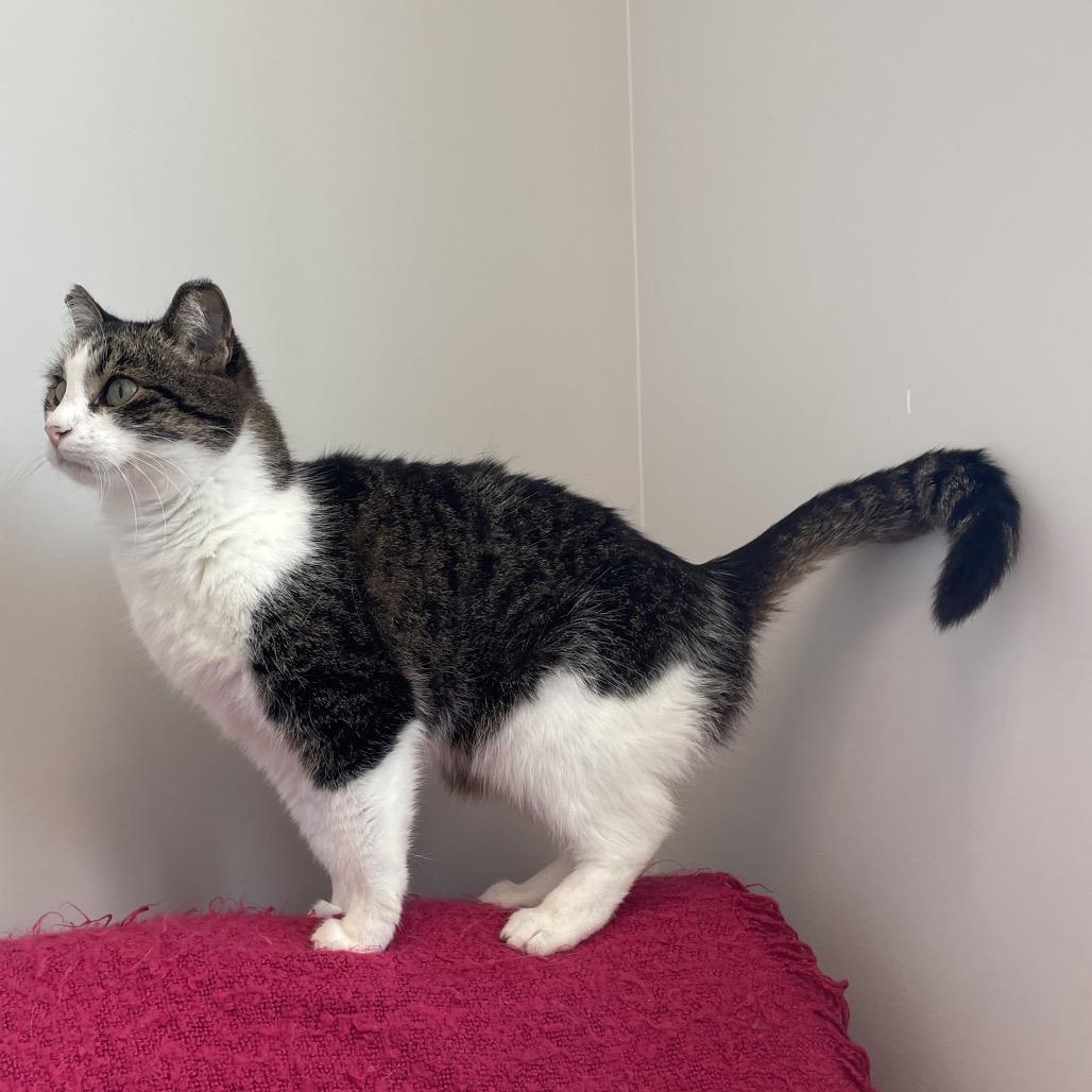 Mia, Adoptable, Young Female Domestic Short Hair.