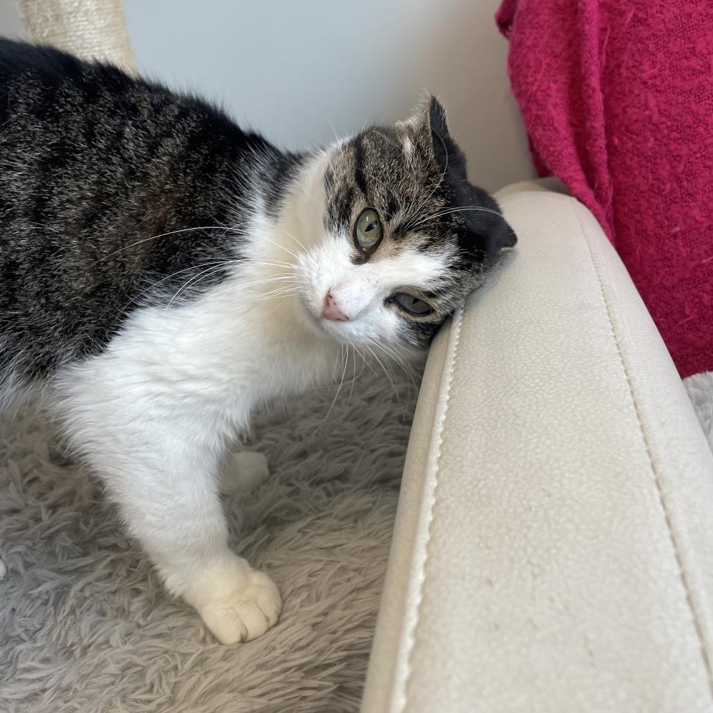Enlarge Mia, a Adoptable Domestic Short Hair in North Battleford, SK image 2/6