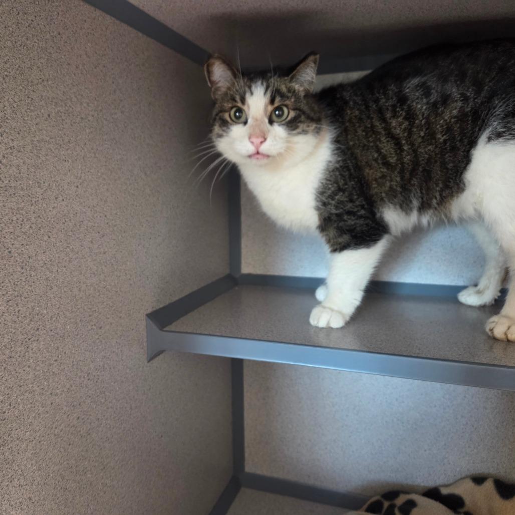 Enlarge Mia, a Adoptable Domestic Short Hair in North Battleford, SK image 3/6