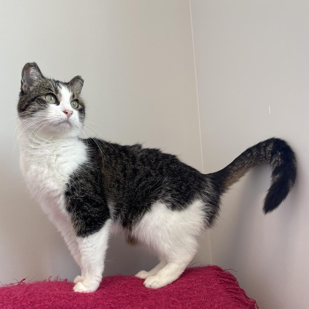 Enlarge Mia, a Adoptable Domestic Short Hair in North Battleford, SK image 4/6