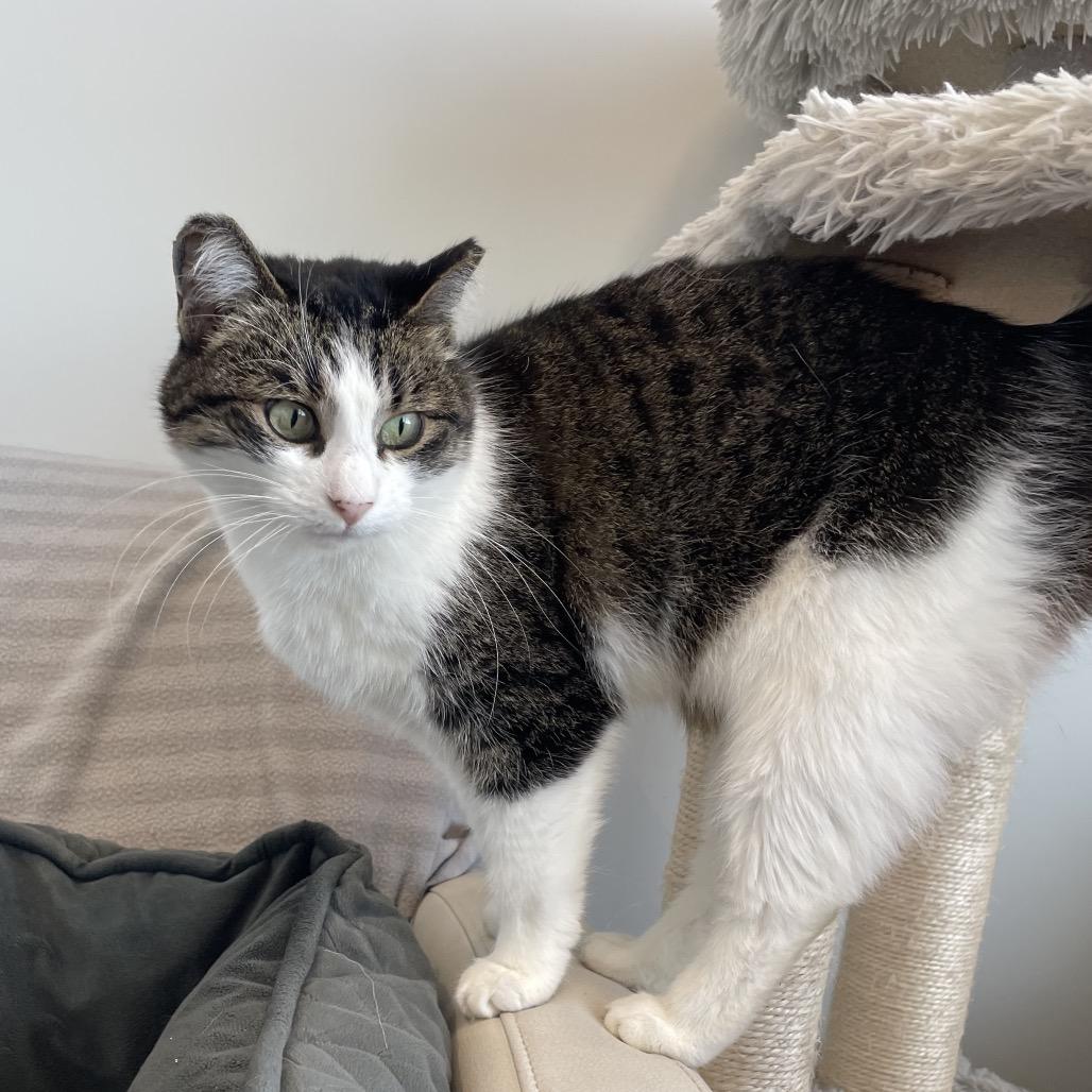 Enlarge Mia, a Adoptable Domestic Short Hair in North Battleford, SK image 5/6