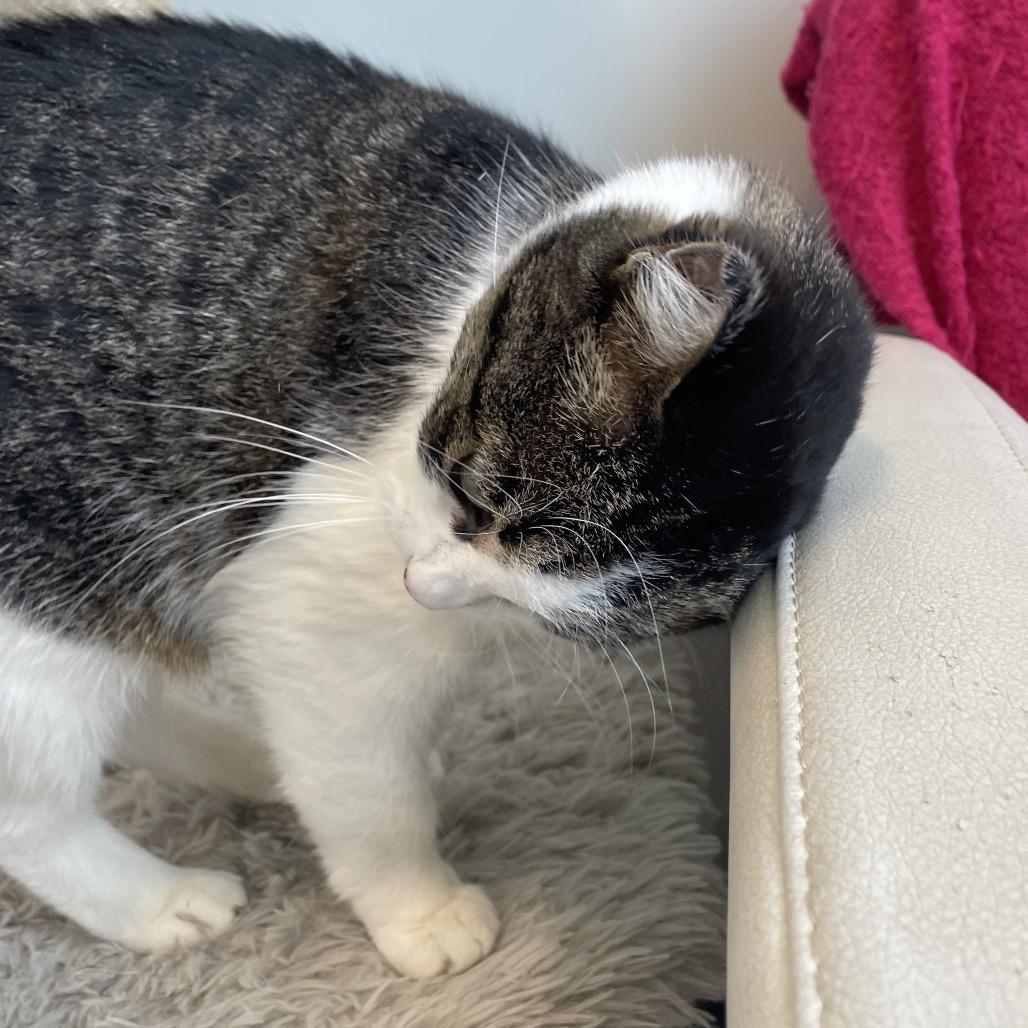 Enlarge Mia, a Adoptable Domestic Short Hair in North Battleford, SK image 6/6