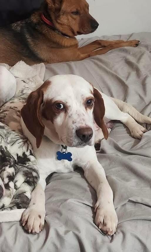 Enlarge Billy, an adopted mixed breed in Wappingers Falls, NY image 3/3