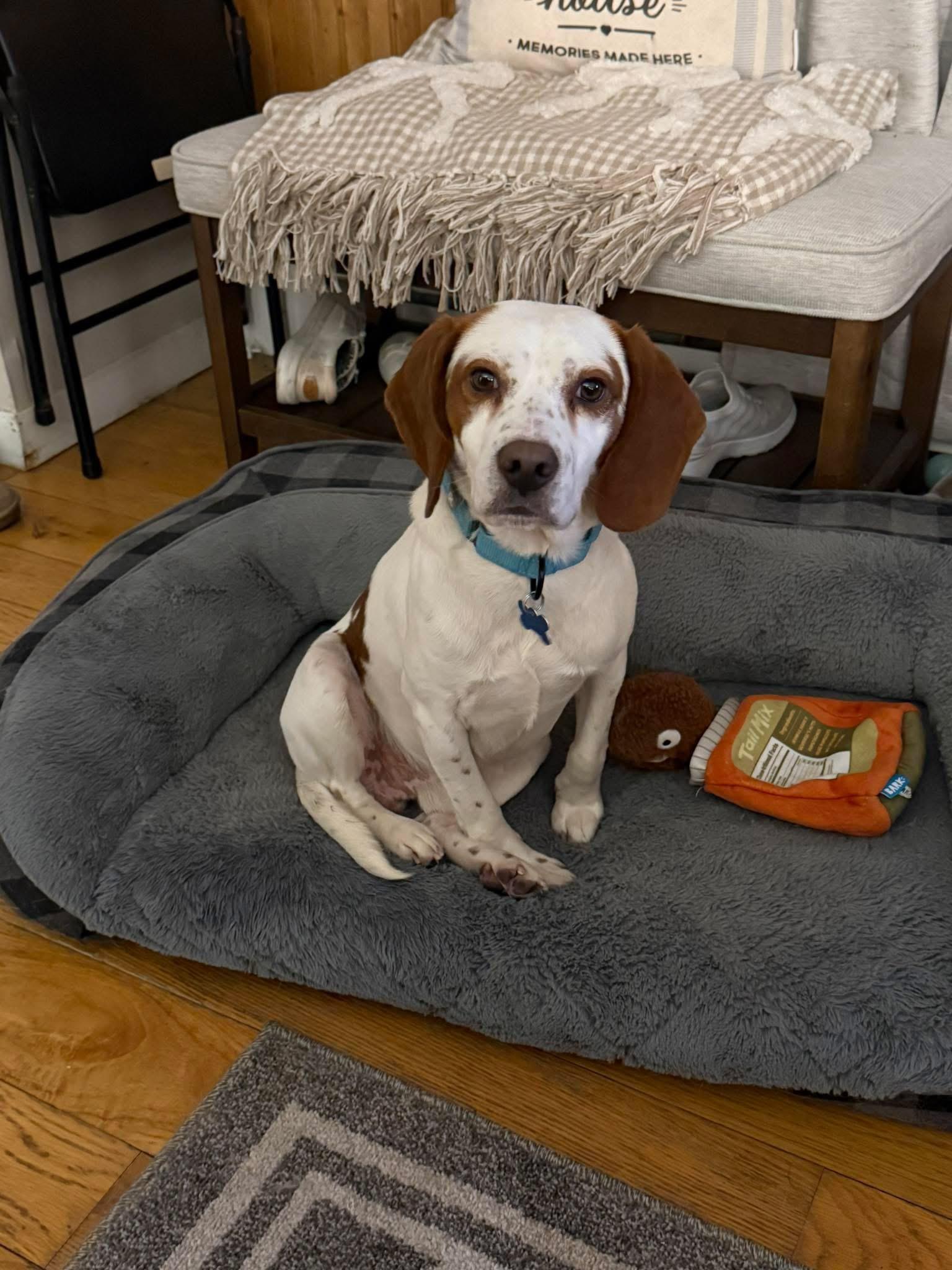 Billy, adopted, Adult Male Beagle.