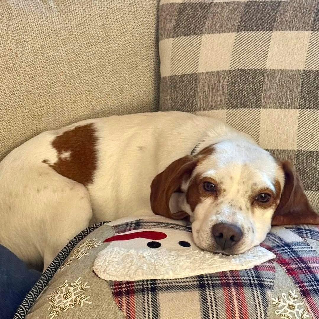 Enlarge Billy, an adopted mixed breed in Wappingers Falls, NY image 2/3