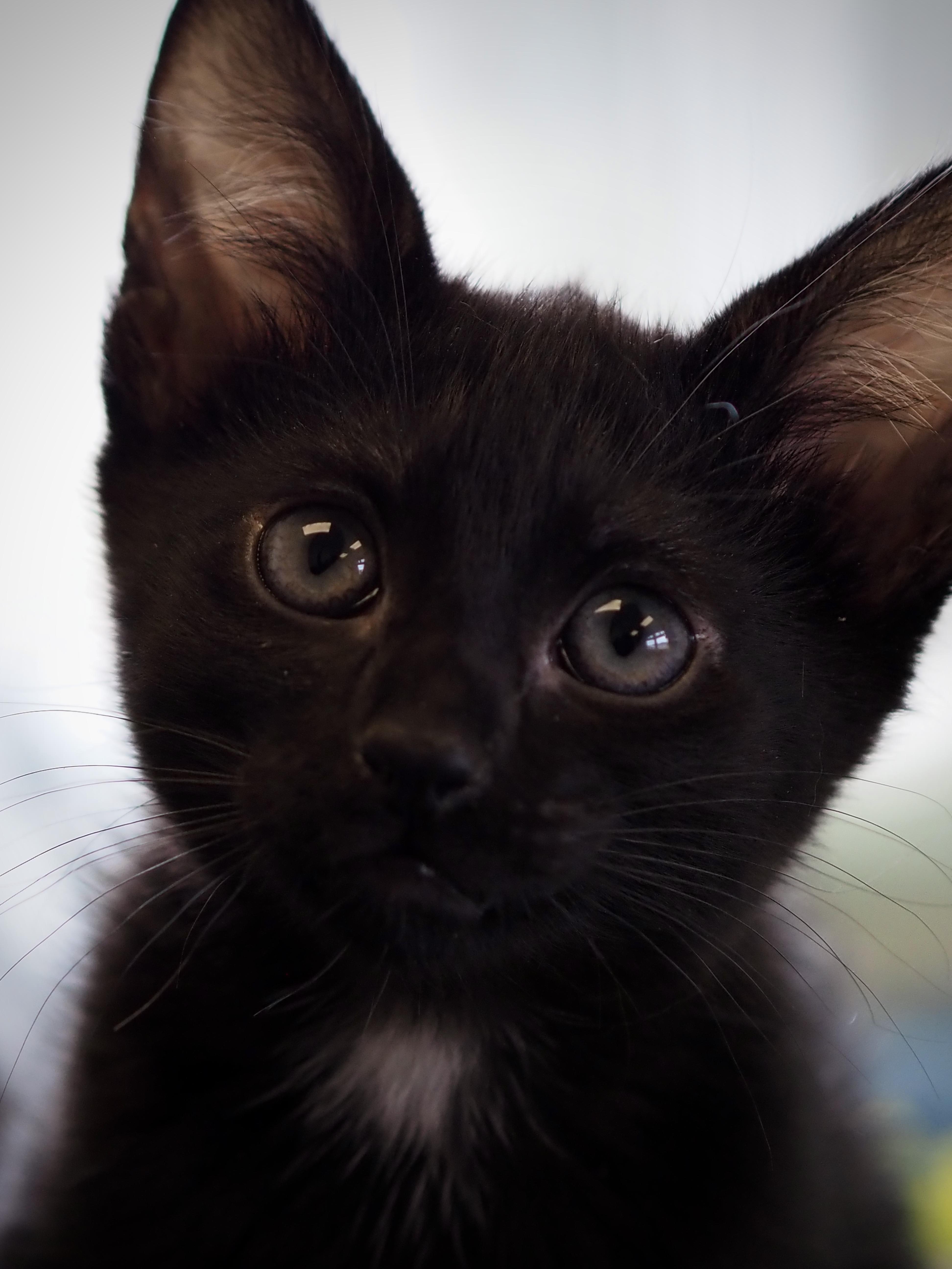 Anubis, ADOPTABLE, Kitten Male Domestic Short Hair.