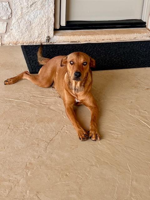 Enlarge KISMET, a Adoptable mixed breed in Lakeway, TX image 1/1