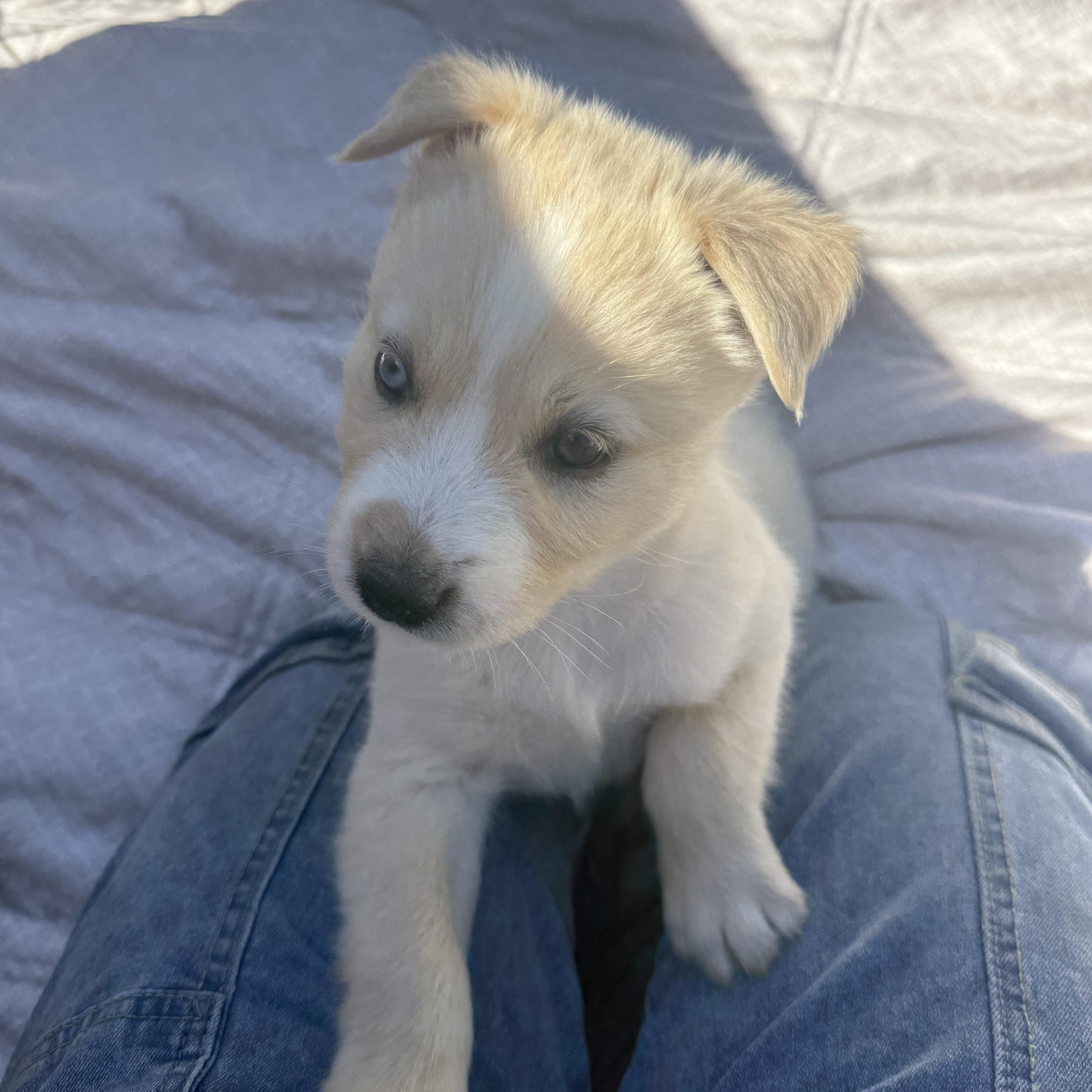 Bunny, an adopted mixed breed in modesto, CA image 6/6