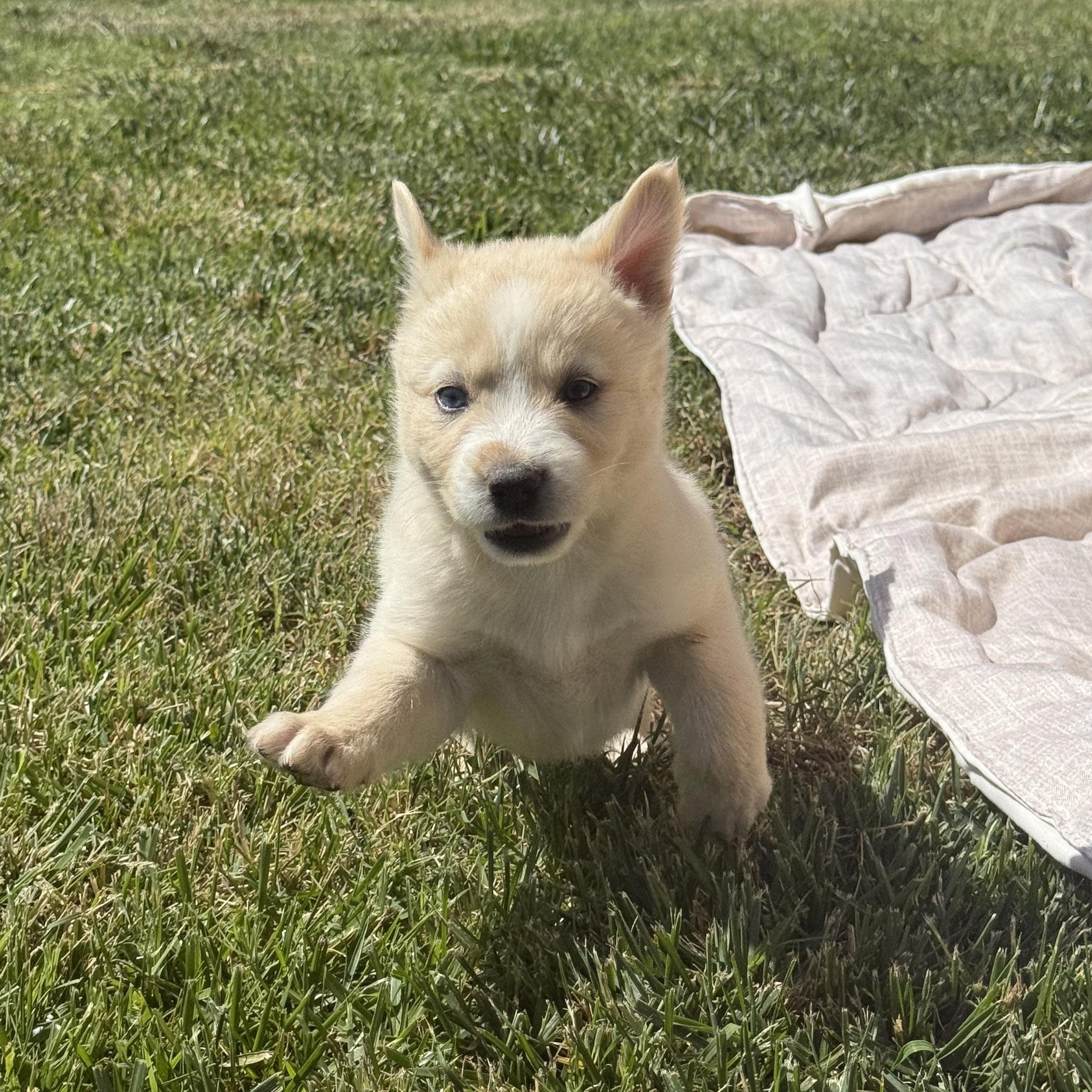 Bunny, an adopted mixed breed in modesto, CA image 3/6