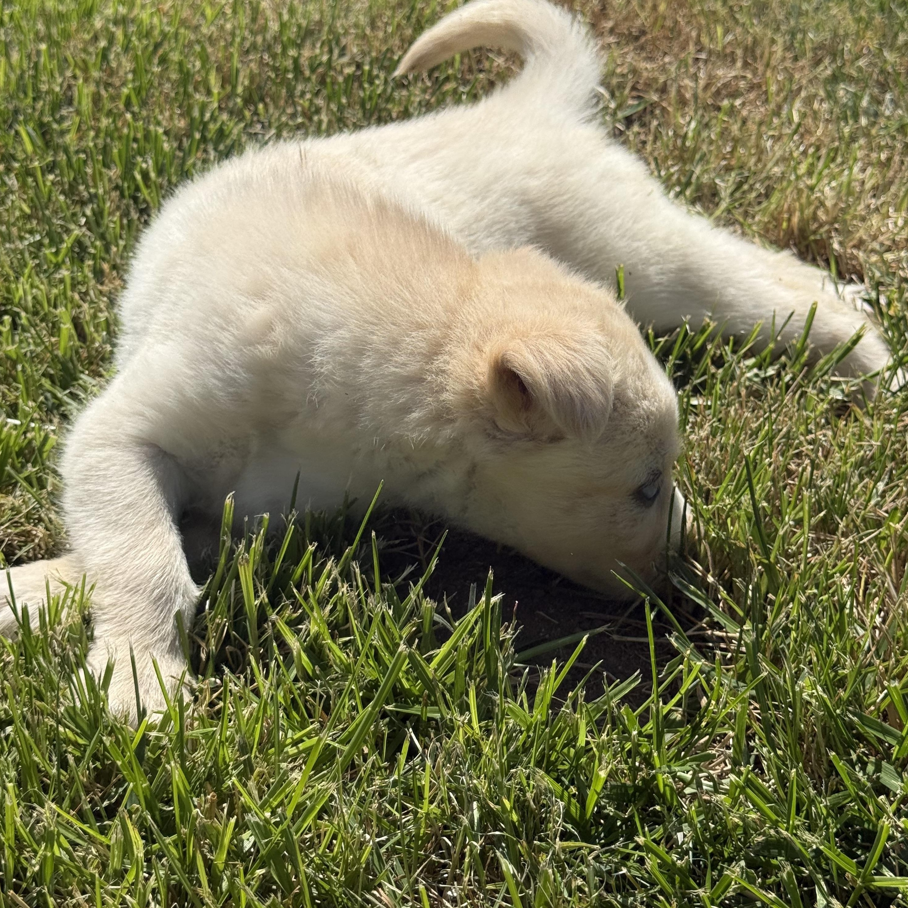 Bunny, an adopted mixed breed in modesto, CA image 5/6