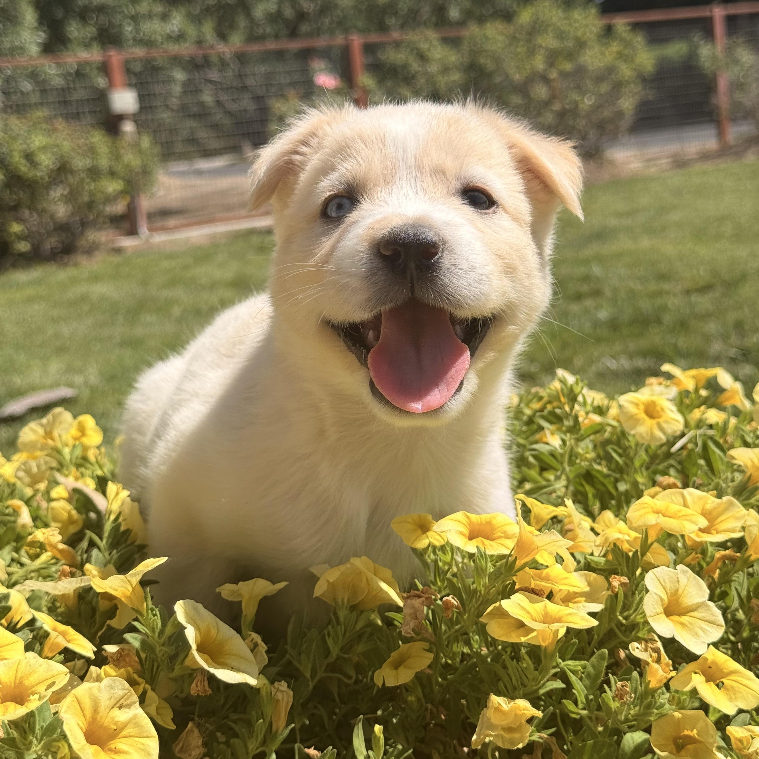 Bunny, an adopted mixed breed in modesto, CA image 1/6