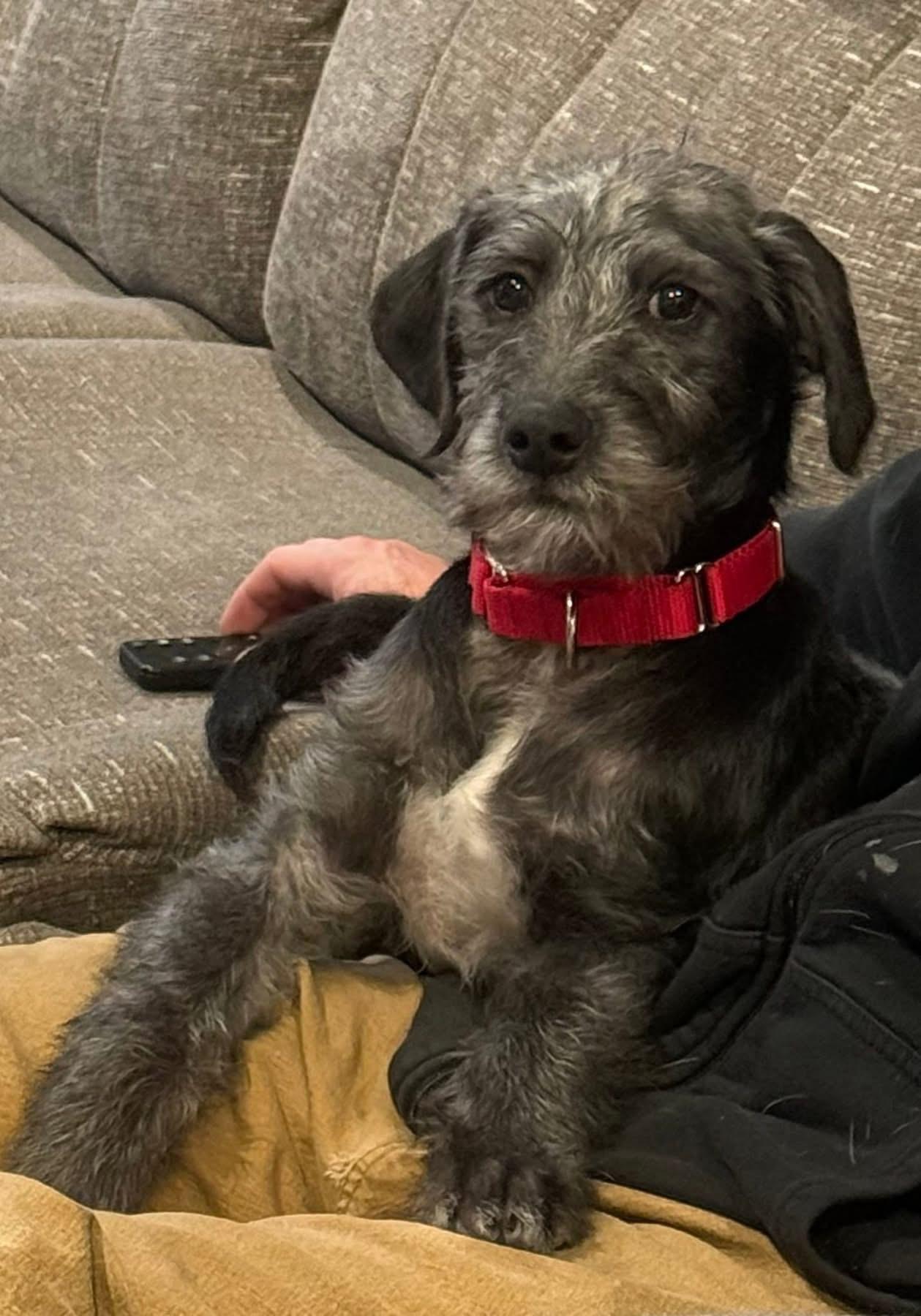 Enlarge Snickers, a Adoptable mixed breed in Pembroke, MA image 2/5