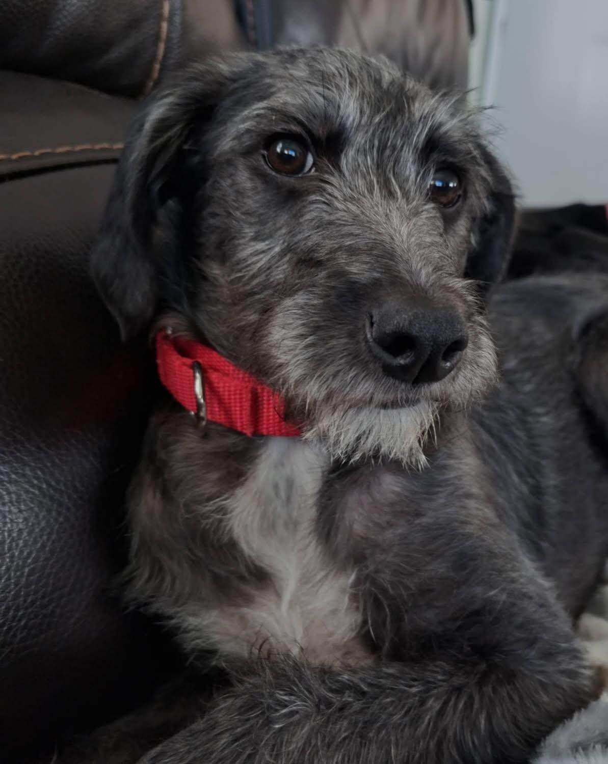 Enlarge Snickers, a Adoptable mixed breed in Pembroke, MA image 1/5