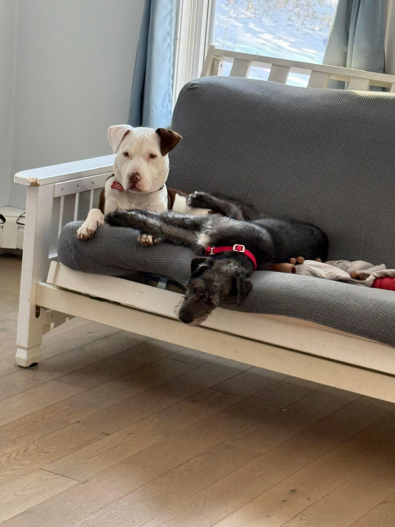 Enlarge Snickers, a Adoptable mixed breed in Pembroke, MA image 4/5