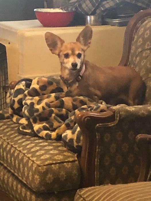 Enlarge Evie, a Adoptable Chiweenie in Hillsboro, OH image 1/1