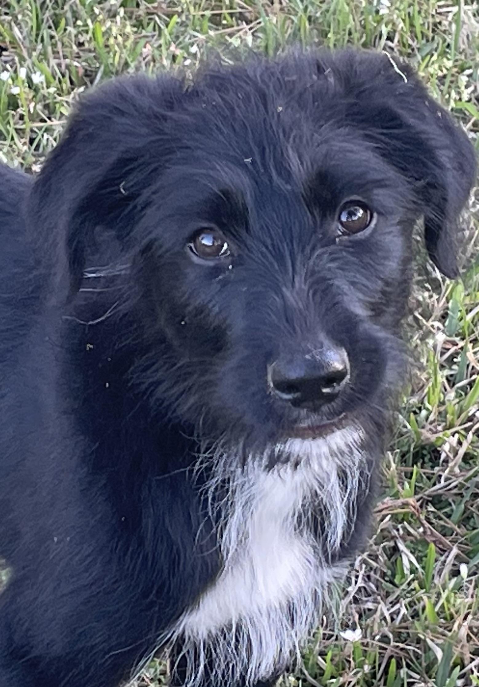 Barney *FOSTERED BY PROFESSIONAL TRAINER*, an adopted mixed breed in East Hartford, CT image 3/5