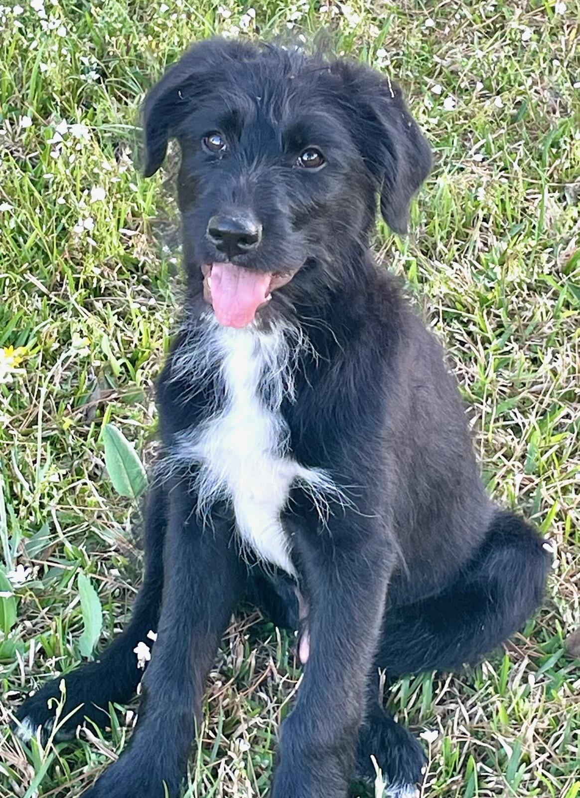 Barney *FOSTERED BY PROFESSIONAL TRAINER*, an adopted mixed breed in East Hartford, CT image 2/5