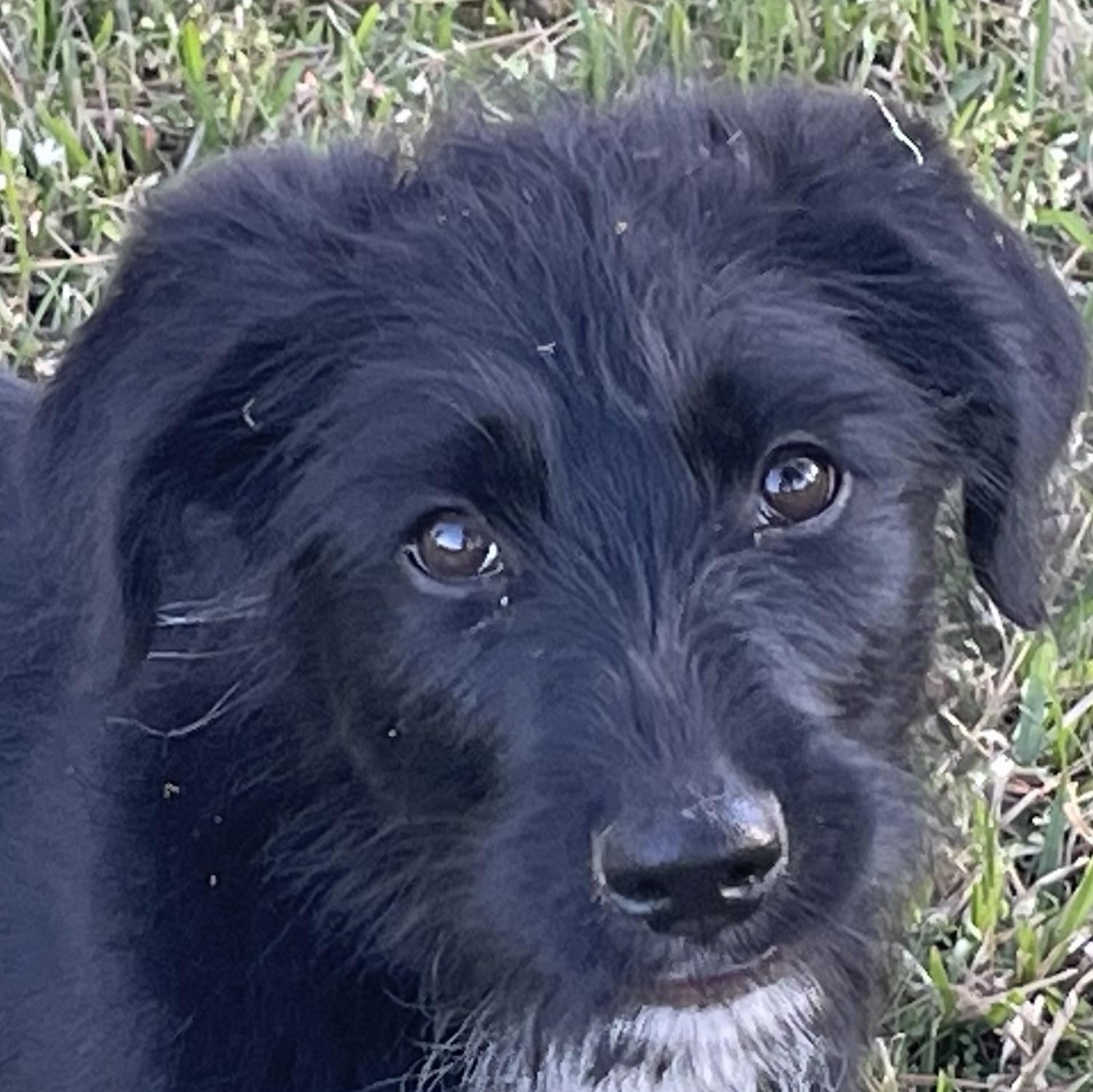 Barney *FOSTERED BY PROFESSIONAL TRAINER*, adopted, Puppy Male Standard Poodle & German Shepherd Dog.
