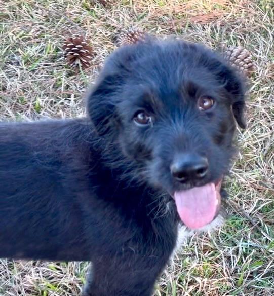 Barney *FOSTERED BY PROFESSIONAL TRAINER*, an adopted mixed breed in East Hartford, CT image 4/5