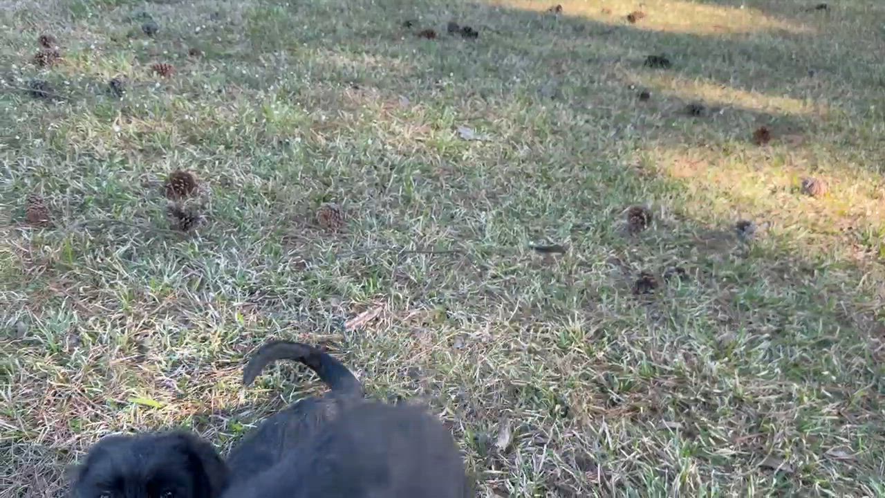 Enlarge Barney *FOSTERED BY PROFESSIONAL TRAINER*, an adopted mixed breed in East Hartford, CT video 5/5