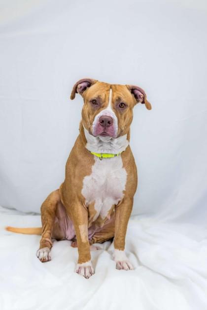 Blaze, a Adoptable mixed breed in Wantagh, NY image 2/3