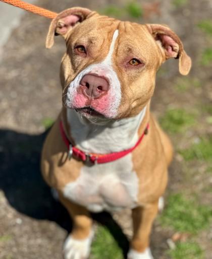 Enlarge Blaze, a Adoptable mixed breed in Wantagh, NY image 1/3