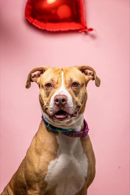 Enlarge Blaze, a Adoptable mixed breed in Wantagh, NY image 3/3