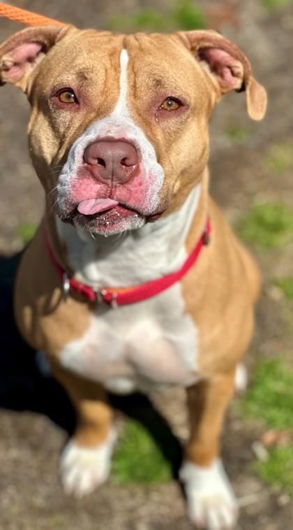 Enlarge Blaze, a Adoptable mixed breed in Wantagh, NY image 3/3