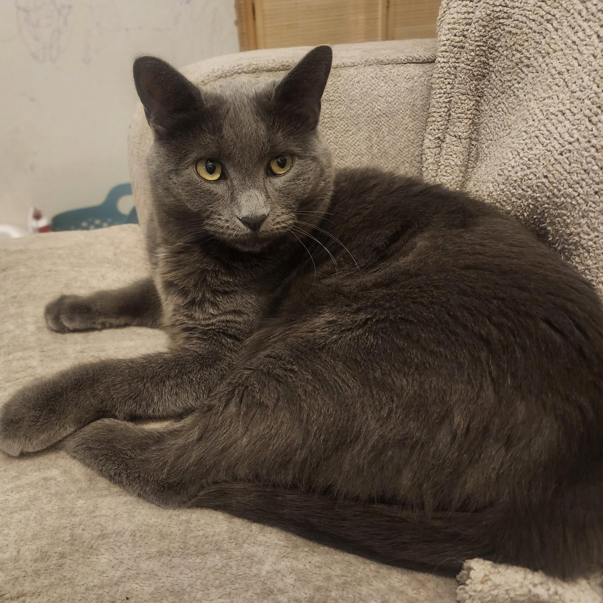 Enlarge SF-Smokey, a Adoptable Russian Blue in Billings, MT image 1/3
