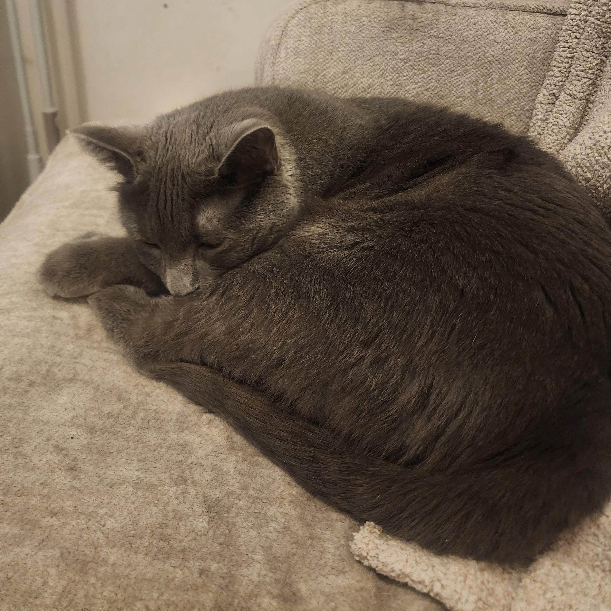 Enlarge SF-Smokey, a Adoptable Russian Blue in Billings, MT image 2/3