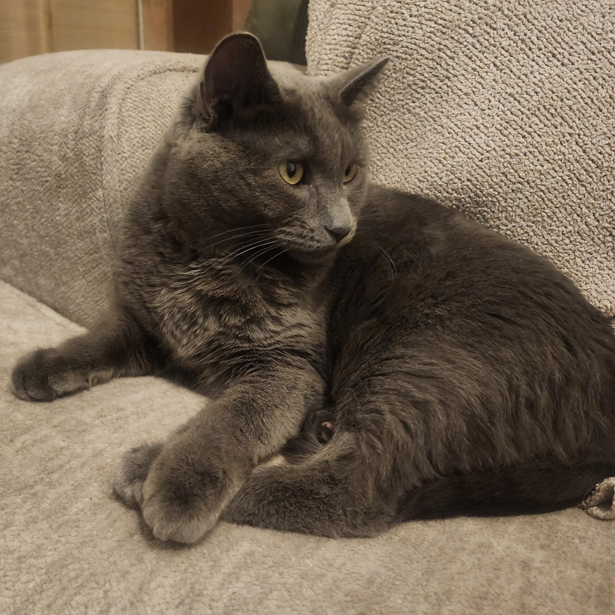 Enlarge SF-Smokey, a Adoptable Russian Blue in Billings, MT image 3/3