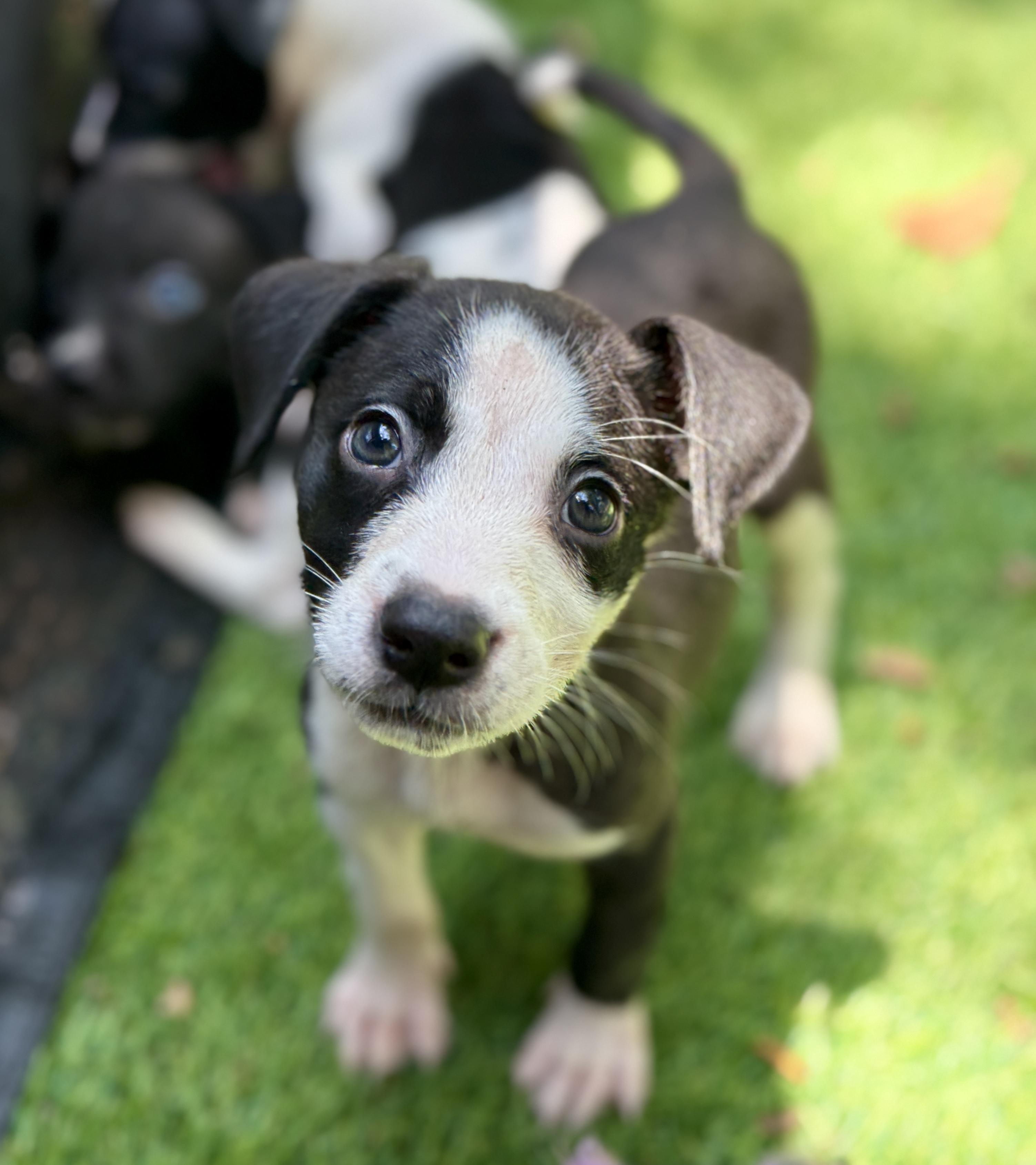 Poppy, a Adoptable Mixed Breed in Deltona, FL image 2/6