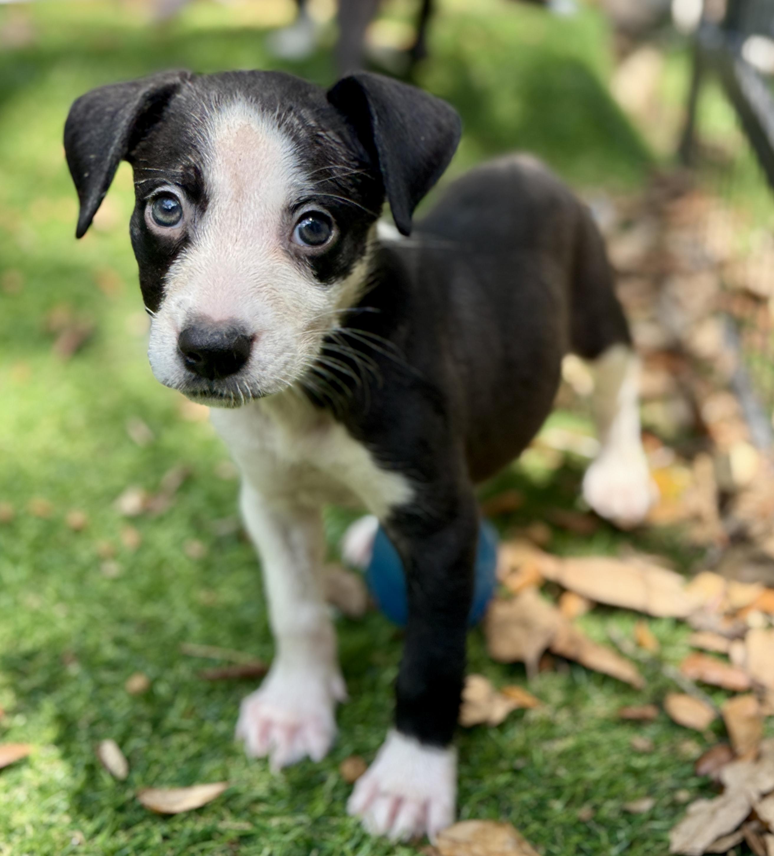 Poppy, Adoptable, Puppy Female Mixed Breed.