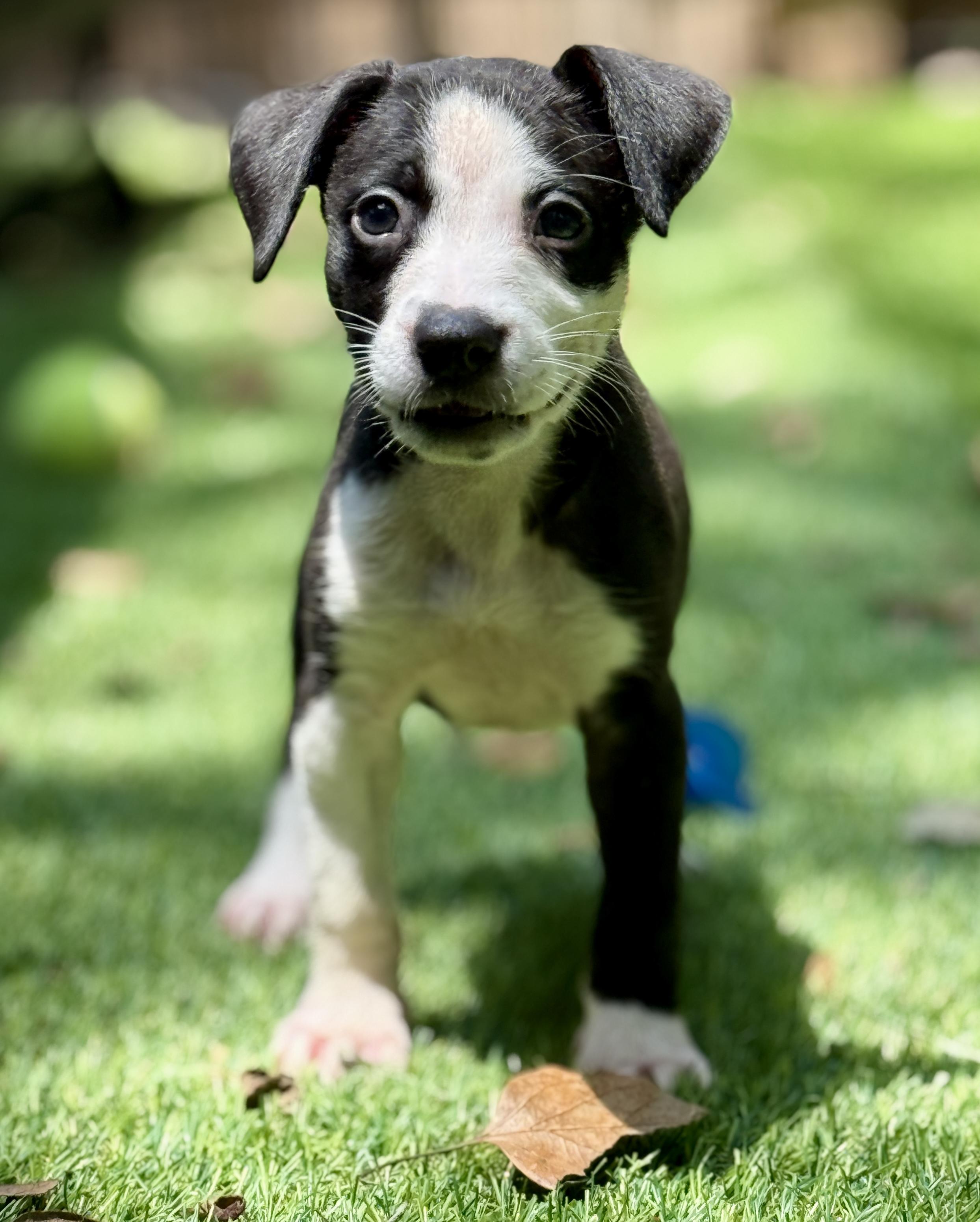 Poppy, a Adoptable Mixed Breed in Deltona, FL image 6/6