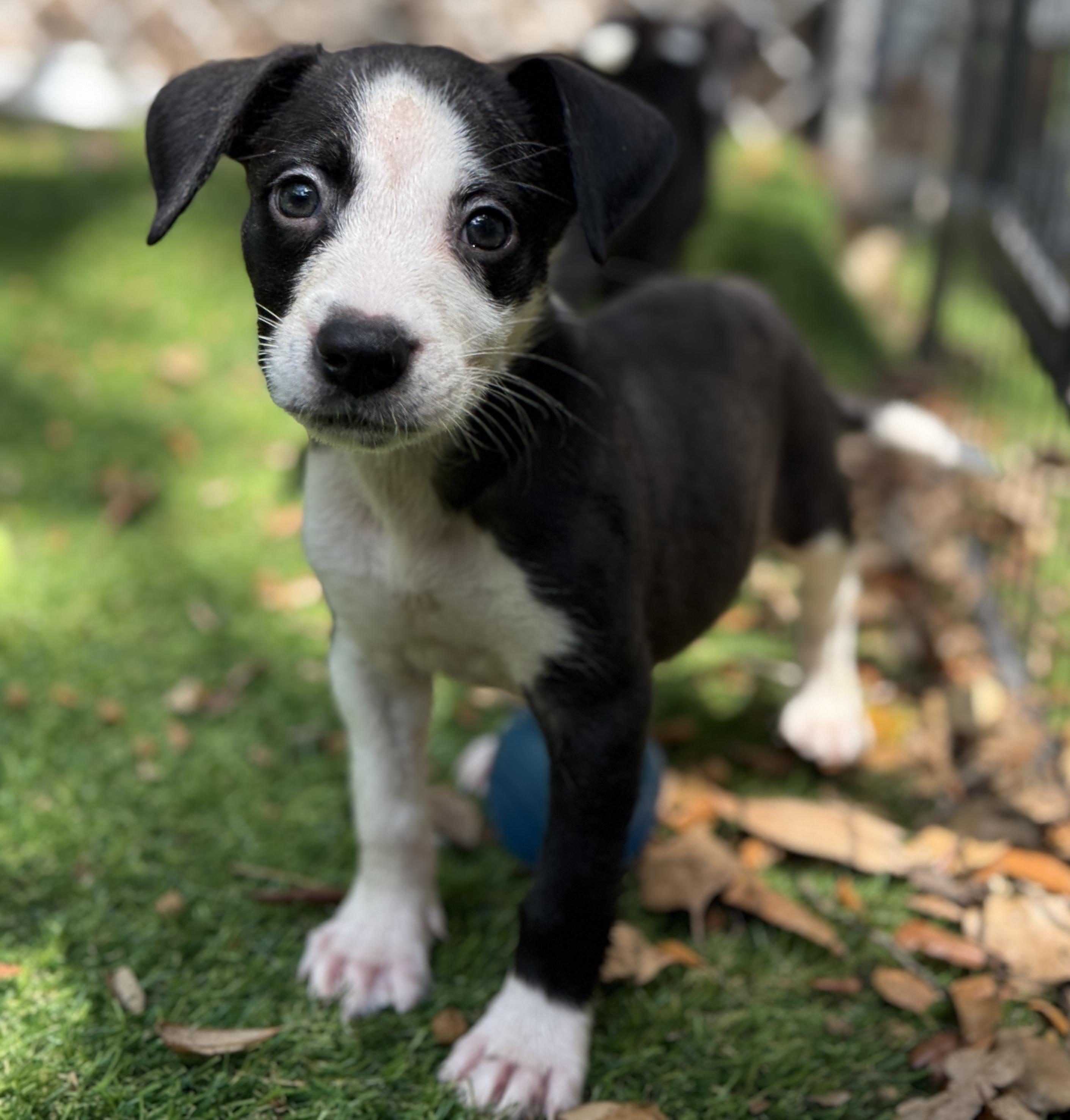 Poppy, a Adoptable Mixed Breed in Deltona, FL image 5/6